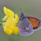 Kleines Vögelchen aus den Bergen