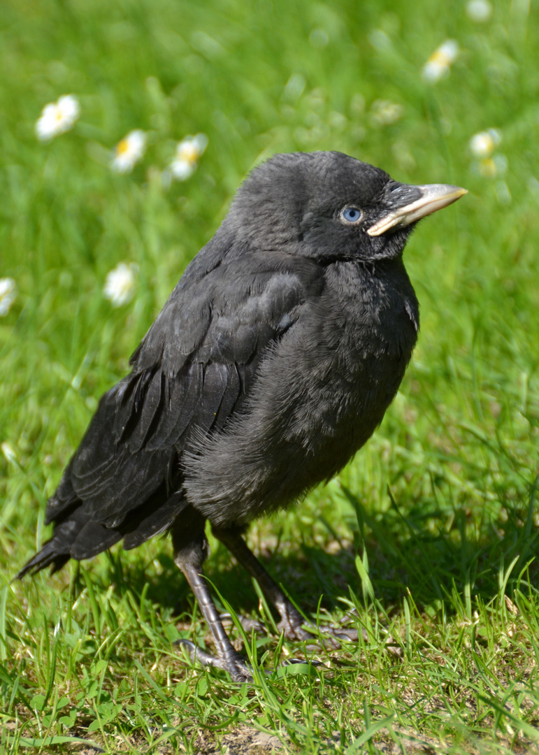 Kleines Vogelbaby