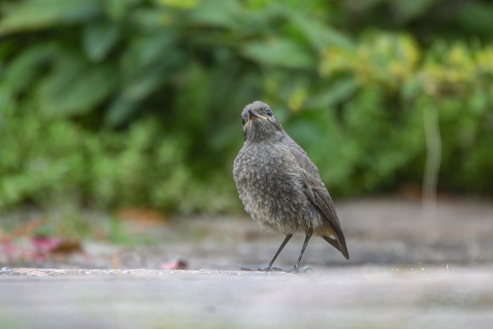 Kleines Vogelshooting