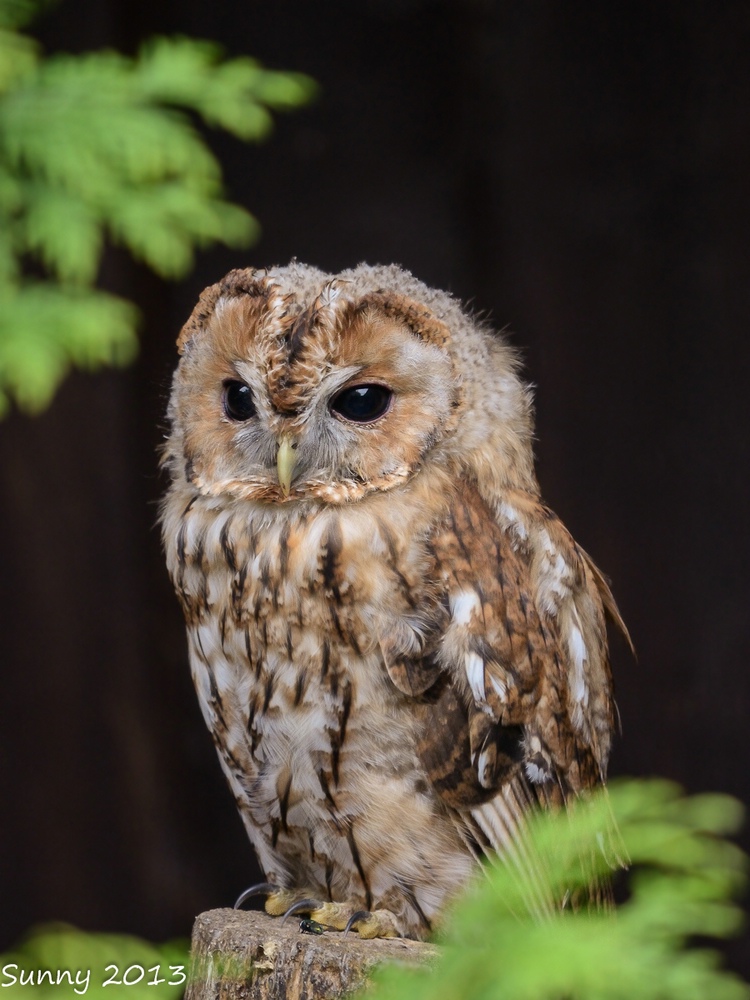 Kleines Waldkäuzchen