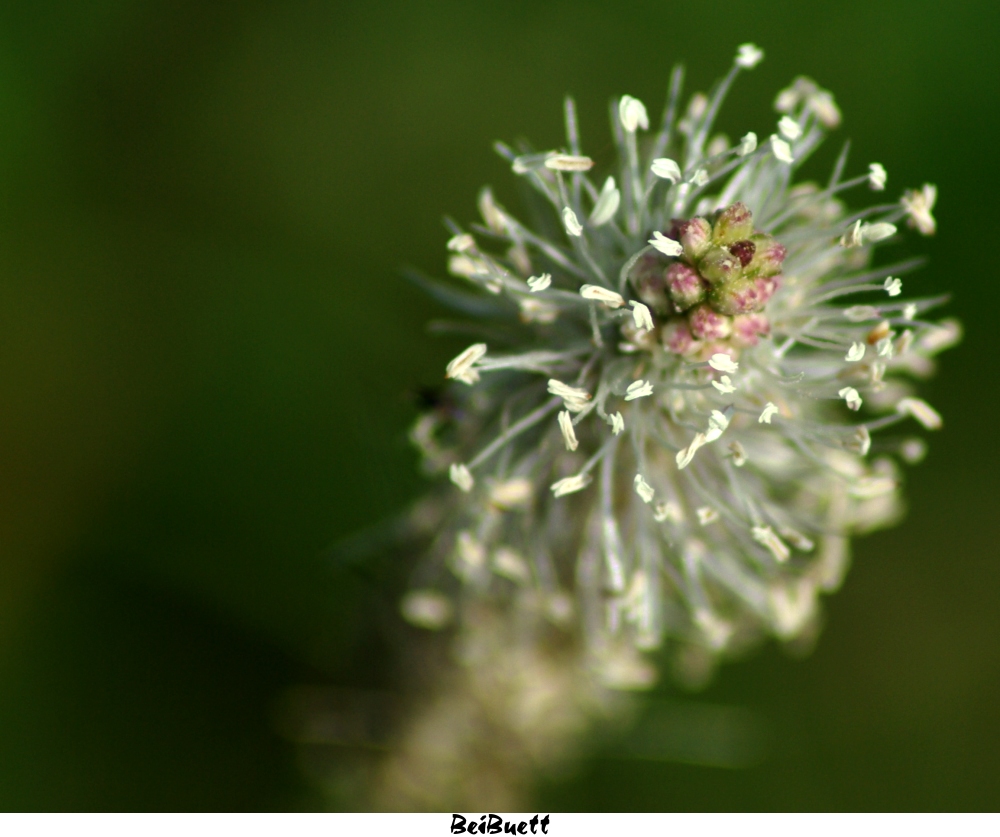 Kleines weisses