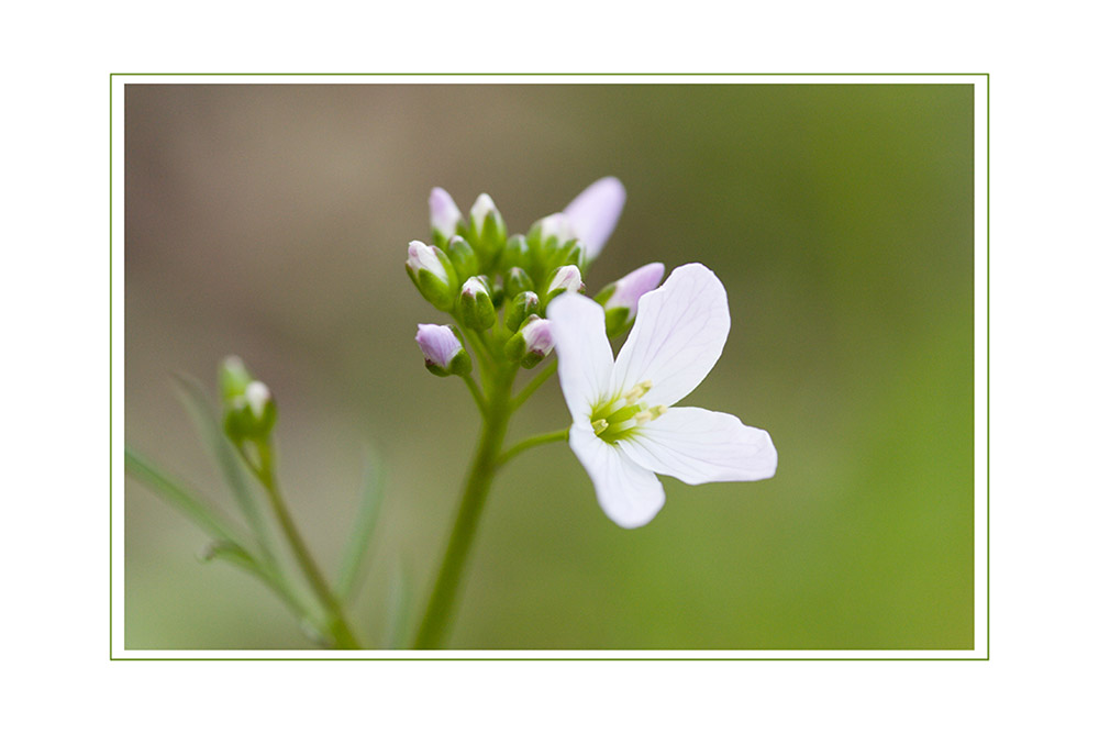 Kleines weißes Blümchen..... Foto & Bild | pflanzen, pilze & flechten