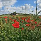 kleines Wiesen Panorama