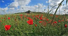 kleines Wiesen Panorama