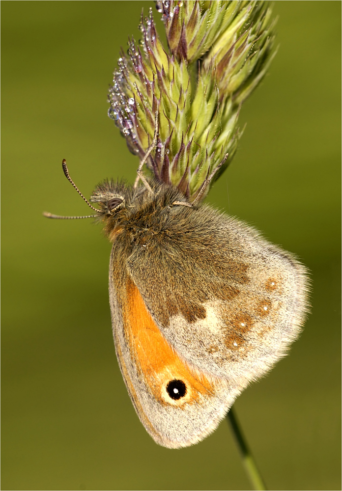 Kleines Wiesen-vögelchen    Coenonympha pamphilus