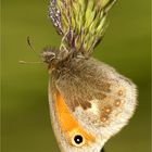 Kleines Wiesen-vögelchen    Coenonympha pamphilus