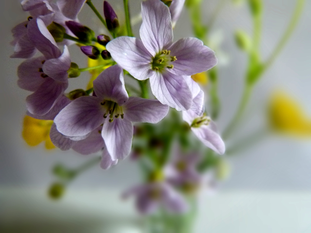 kleines Wiesenarrangement