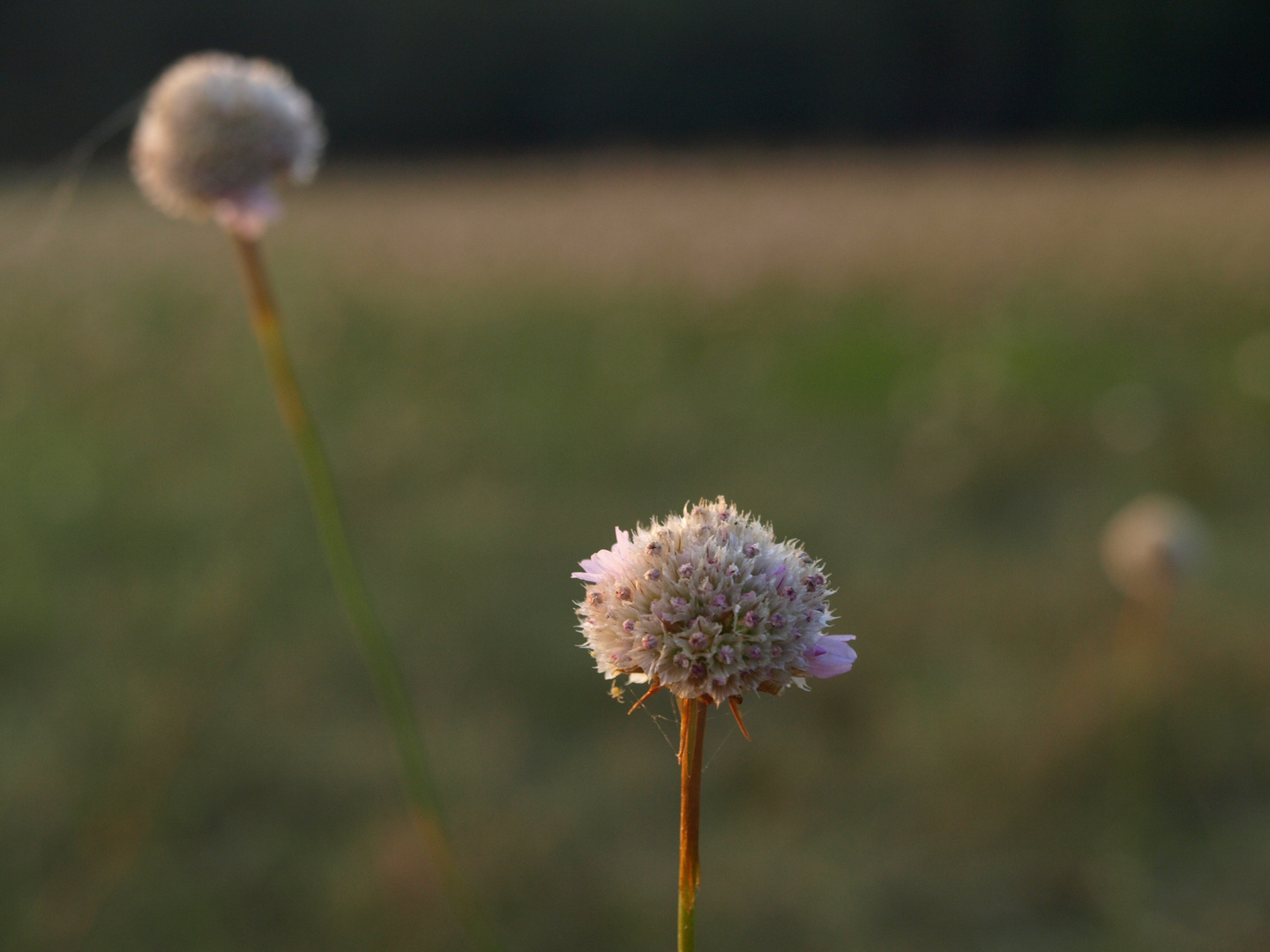 kleines Wiesenblümchen