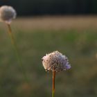 kleines Wiesenblümchen