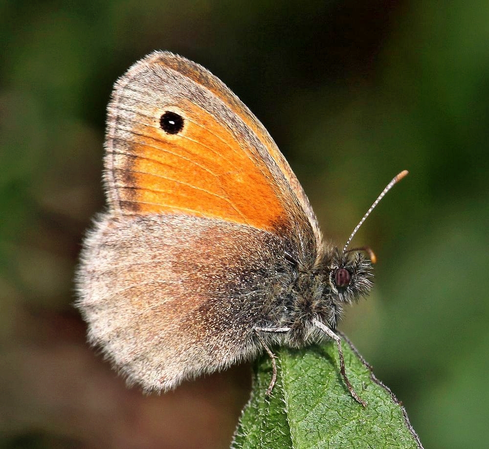 Kleines Wiesenbögelchen