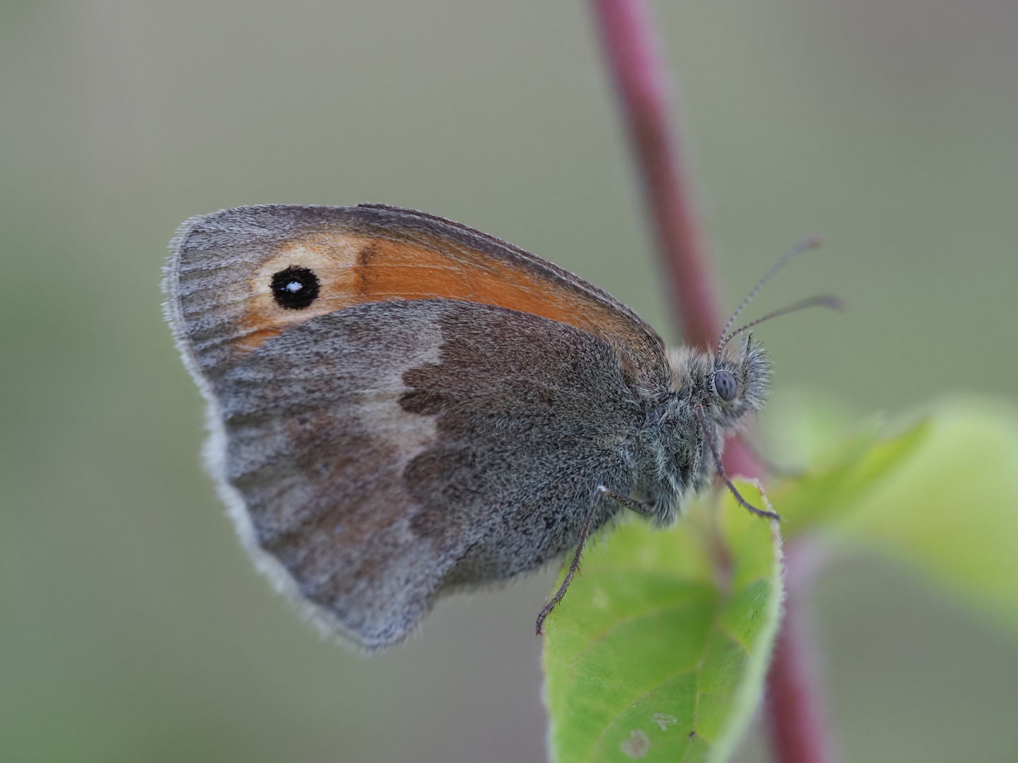 Kleines Wiesenpelztier