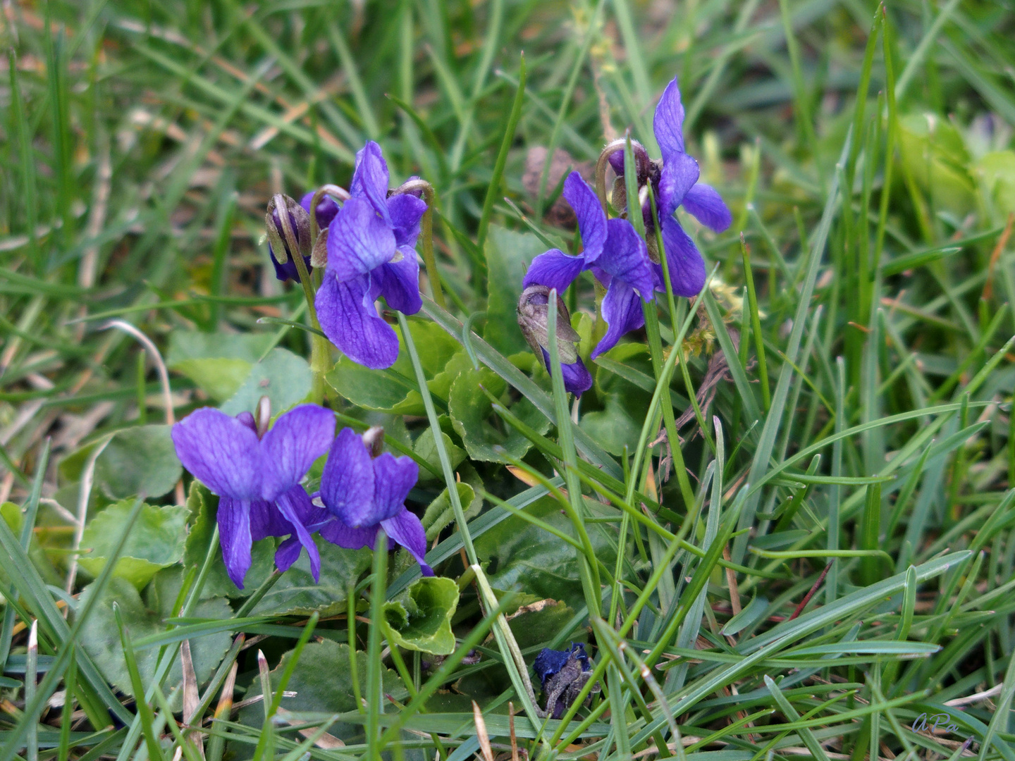 Kleines Wiesenveilchen