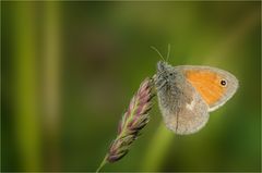 Kleines Wiesenvögelchen