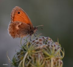 kleines wiesenvögelchen