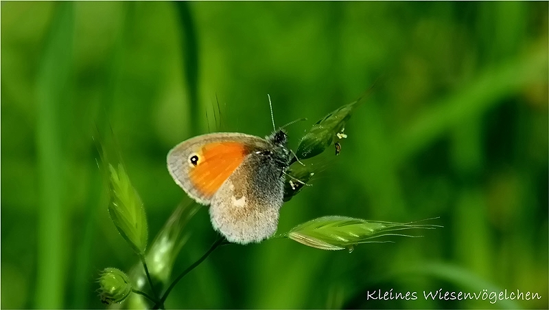 Kleines Wiesenvögelchen