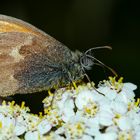 Kleines Wiesenvögelchen