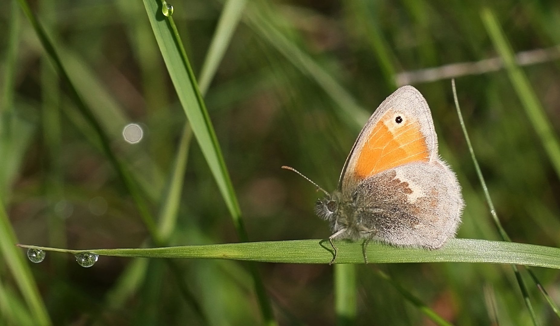 Kleines Wiesenvögelchen