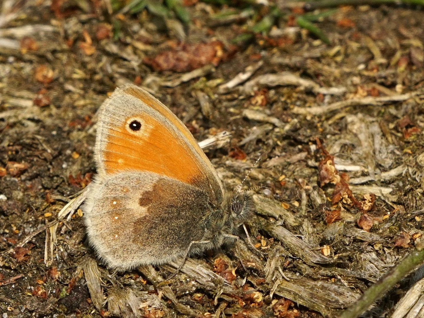 Kleines Wiesenvögelchen