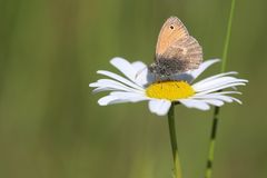 Kleines Wiesenvögelchen