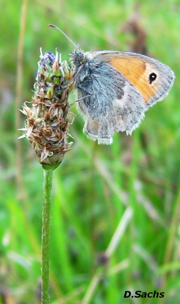 Kleines Wiesenvögelchen