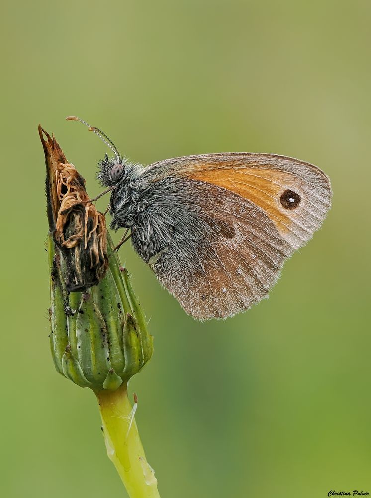 Kleines Wiesenvögelchen