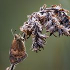 kleines Wiesenvögelchen