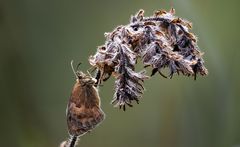 kleines Wiesenvögelchen