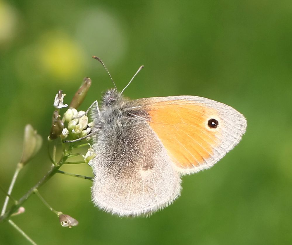 Kleines Wiesenvögelchen