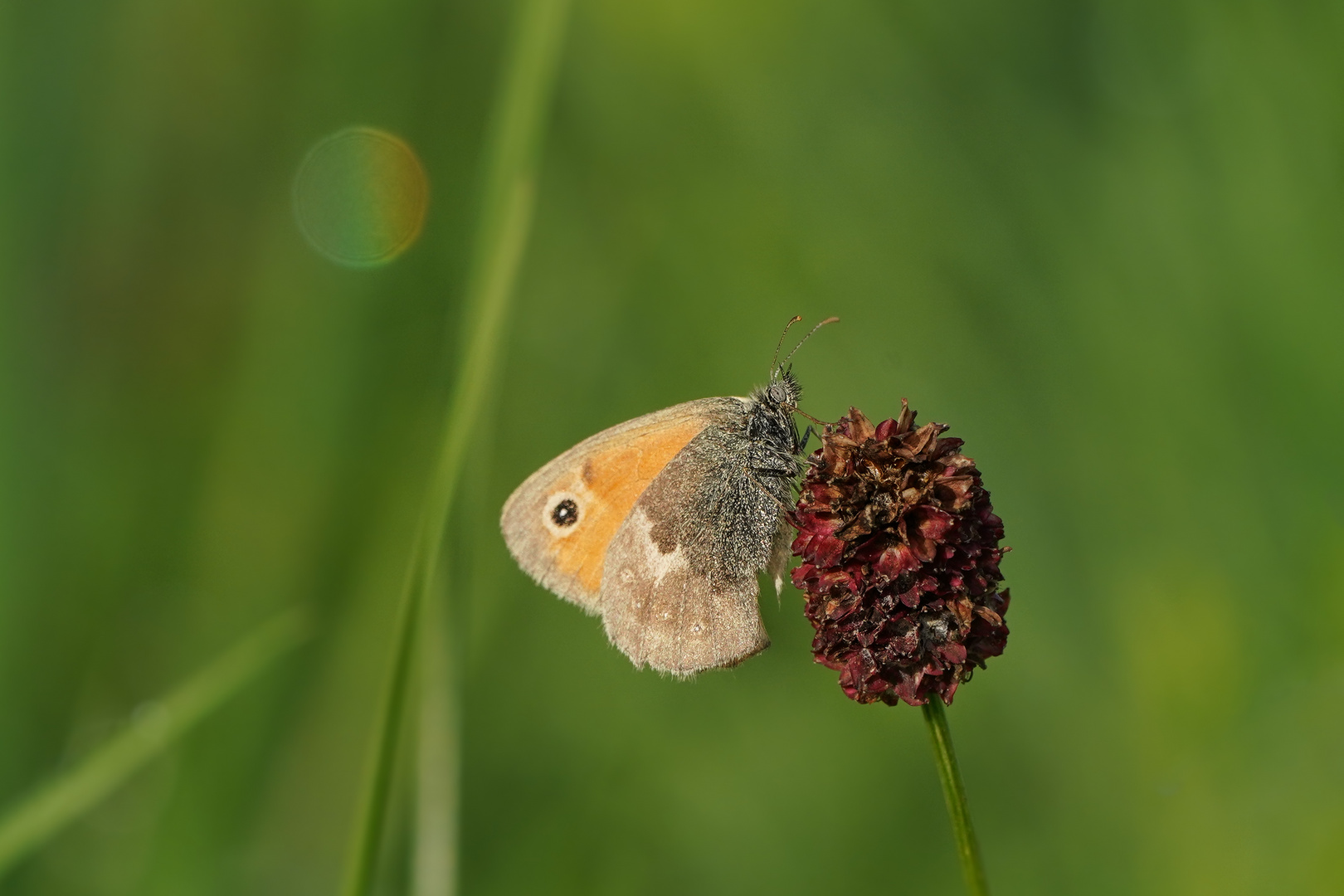 Kleines Wiesenvögelchen