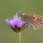 Kleines Wiesenvögelchen