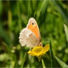 Kleines Wiesenvögelchen