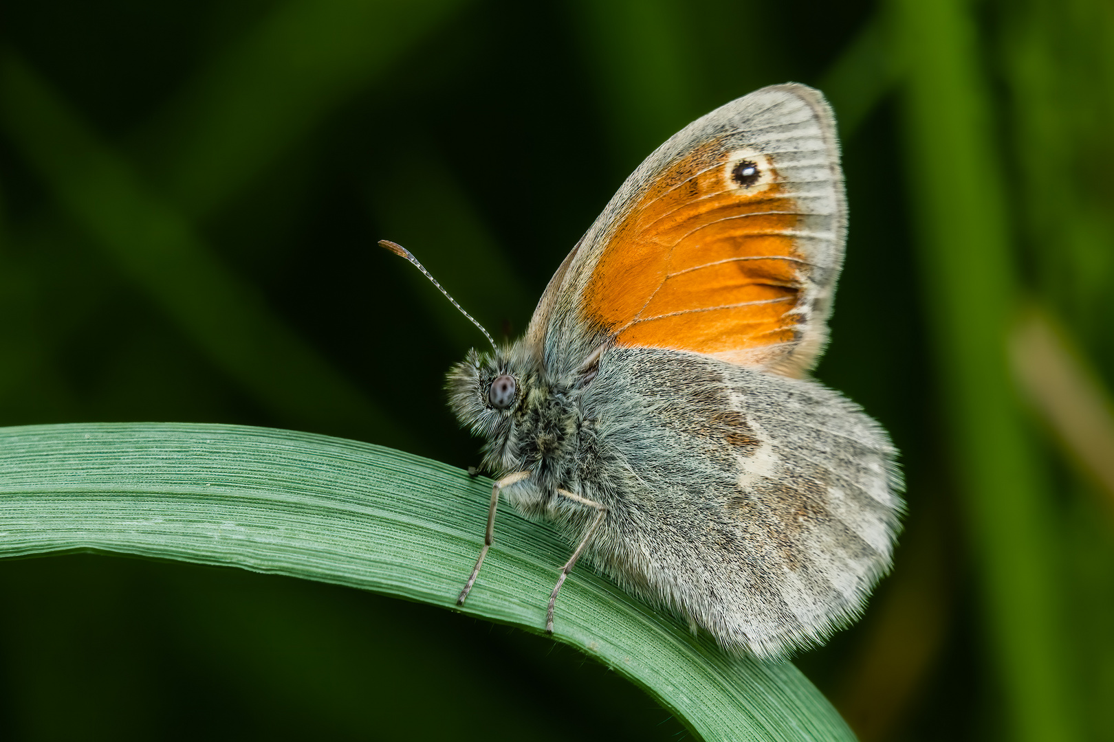 Kleines Wiesenvögelchen