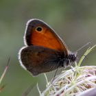 kleines Wiesenvögelchen