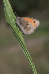 Kleines Wiesenvögelchen