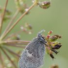 Kleines Wiesenvögelchen