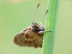 Kleines Wiesenvögelchen