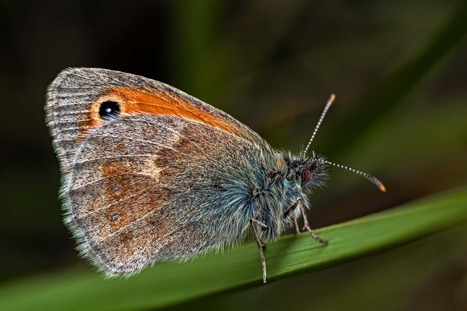 Kleines Wiesenvögelchen, alias "kuscheliger Wollfalter"