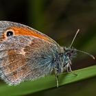 Kleines Wiesenvögelchen, alias "kuscheliger Wollfalter"