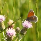 Kleines Wiesenvögelchen auf der Distel