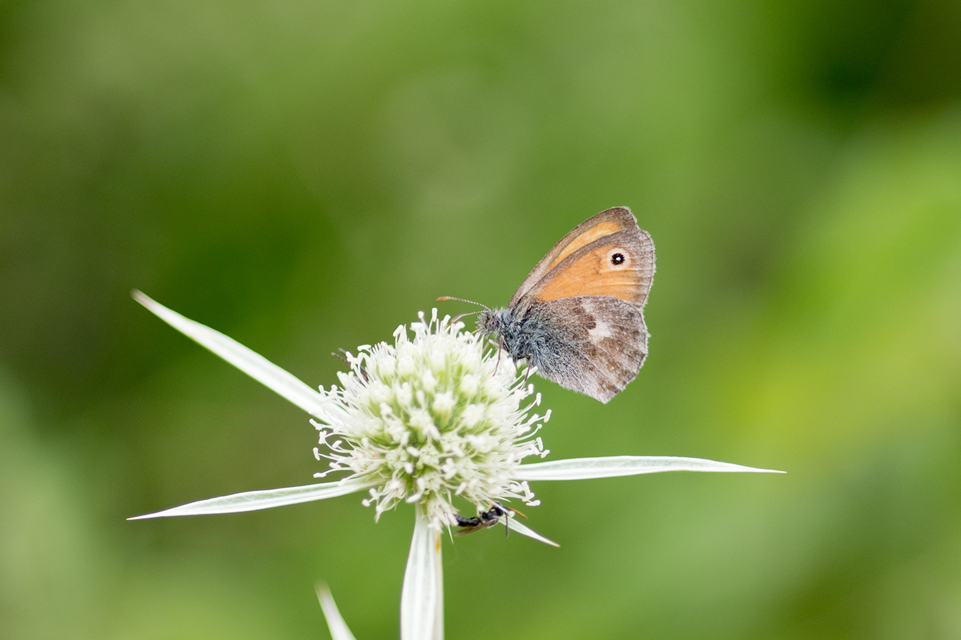 Kleines Wiesenvögelchen auf Distel