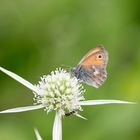 Kleines Wiesenvögelchen auf Distel