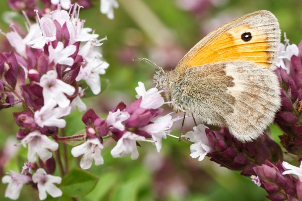 Kleines Wiesenvögelchen auf Echter Dost