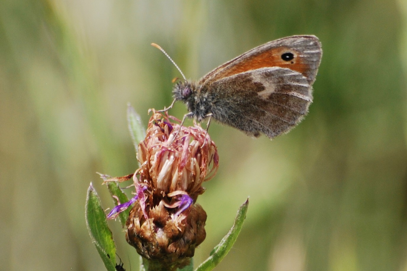 kleines Wiesenvögelchen auf Wiesen-Flockenblume