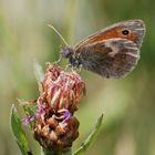 kleines Wiesenvögelchen auf Wiesen-Flockenblume