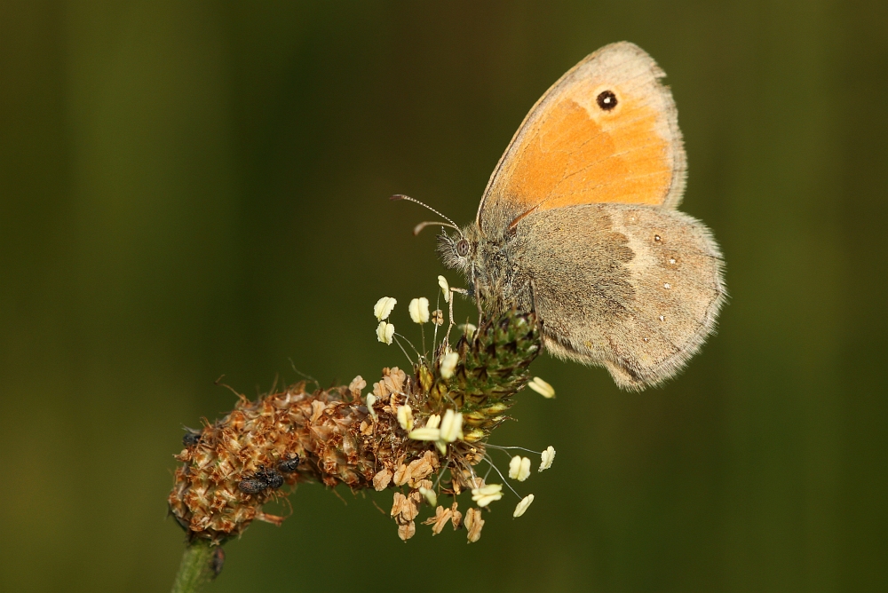 Kleines Wiesenvögelchen