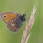 Kleines Wiesenvögelchen