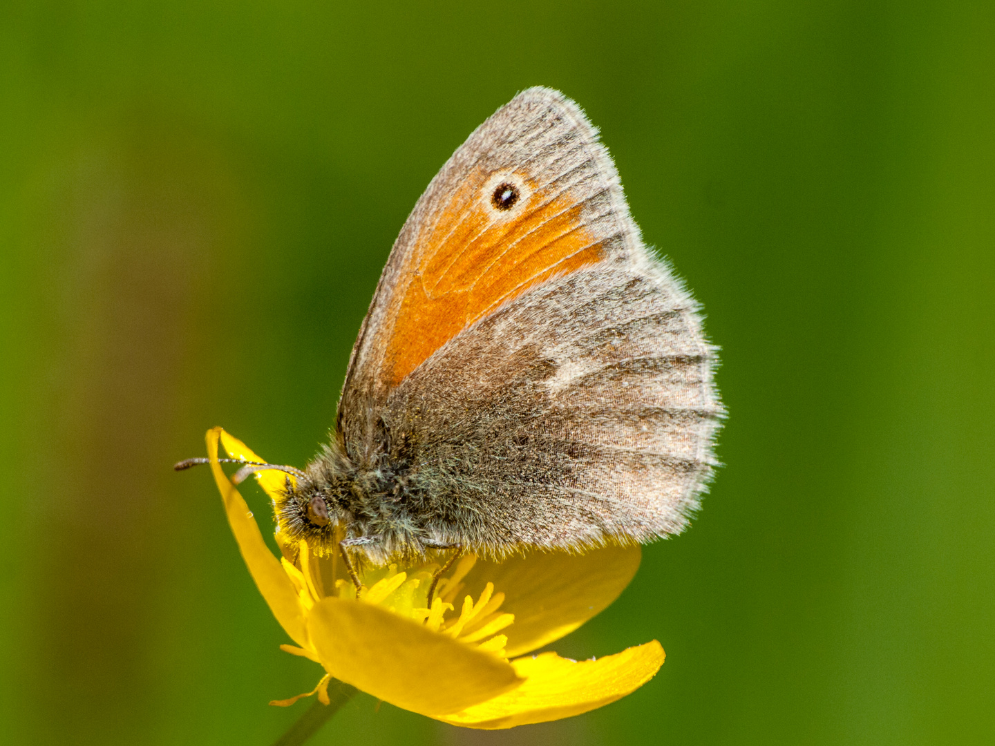 Kleines Wiesenvögelchen (Coenonympha pamphilus)