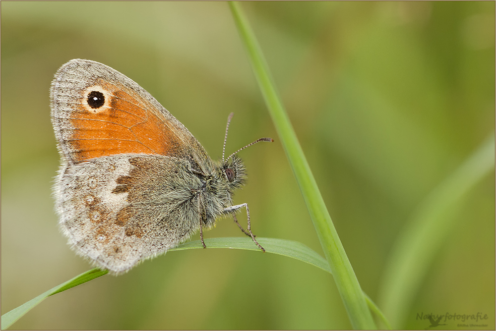 kleines wiesenvögelchen (coenonympha pamphilus) 02/12