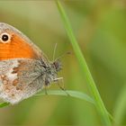 kleines wiesenvögelchen (coenonympha pamphilus) 02/12