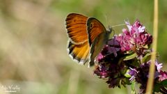 Kleines Wiesenvögelchen - - Coenonympha pamphilus